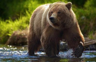 продължителност на живота на кафява мечка?