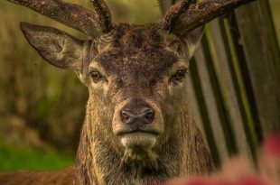 С какво се храни един благороден елен?;