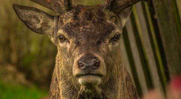 С какво се храни един благороден елен?;