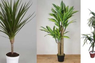 Отглеждане на палма драцена, фрагранс, маргината и др. видове