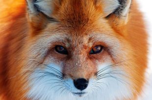 Съчинение с описание за лисица за 3 клас и по-късно.