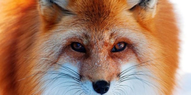 Съчинение с описание за лисица за 3 клас и по-късно.