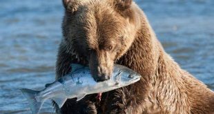 Кафавя мечка животно, навици, обитание