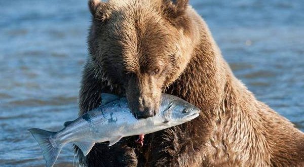 Кафавя мечка животно, навици, обитание