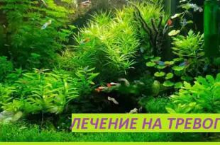 Излекувах се от тревожно разстройство. Паник атаки