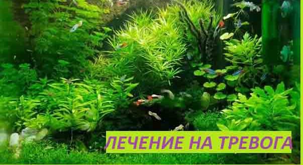 Излекувах се от тревожно разстройство. Паник атаки