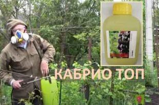 Кога се пръска с Кабрио ТОП за домати?