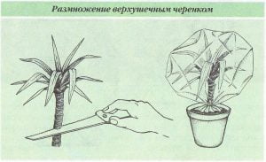Рязане на драцена