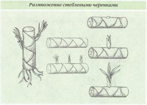 Стъблени резници на драцена