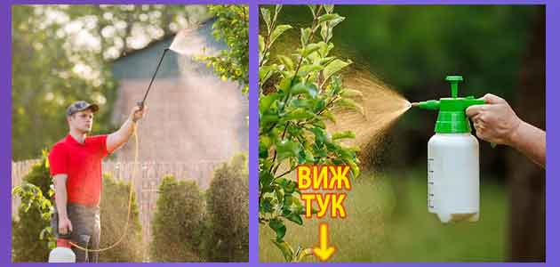 Айкън или Фендона: Мнения, откъде да купя 2 Айкън или Фендона Мнения откъде да купя 4