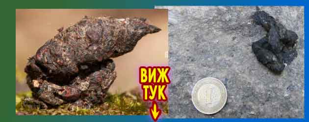 Може ли белка да убие котка поверие прогонване 1