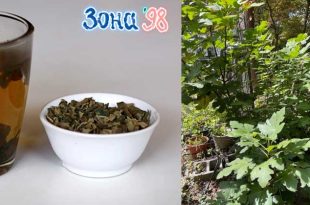 Чай от смокинови листа, противопоказания и странични ефекти