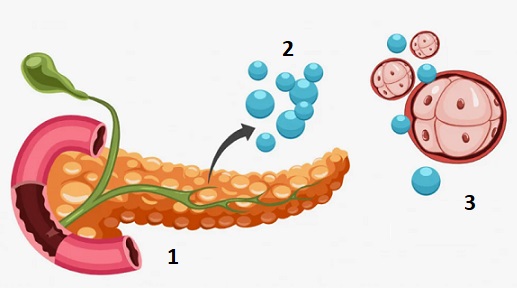 Глюкофаж отслабване Фигурин 04